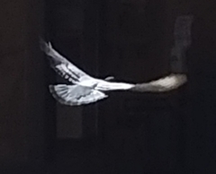 Columba livia domestica