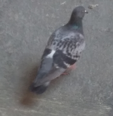 Columba livia domestica