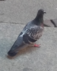 Columba livia domestica