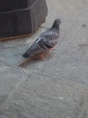 Columba livia domestica
