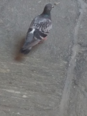 Columba livia domestica