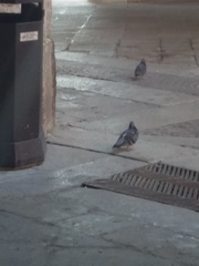 Columba livia domestica