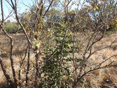 Afrocanthium gilfillanii