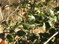 Afrocanthium gilfillanii