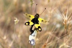 Libelloides macaronius