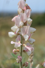 Onobrychis pallasii