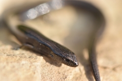 Hemiergis decresiensis