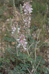 Onobrychis pallasii