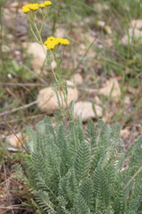 Tanacetum achilleifolium