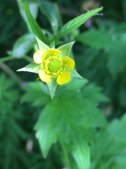 Geum urbanum