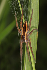 Pisaurina brevipes