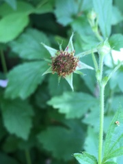 Geum urbanum