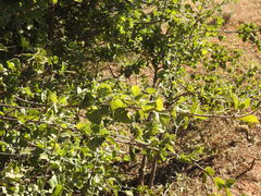 Afrocanthium gilfillanii
