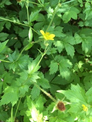 Geum urbanum