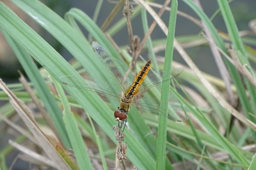 Photo of Wandering Pennant (Macrodiplax cora)