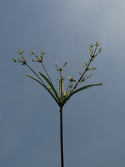 Cyperus laxus