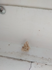 Macaria shanghaisaria