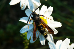 Paranthrene tabaniformis