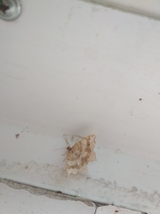 Macaria shanghaisaria