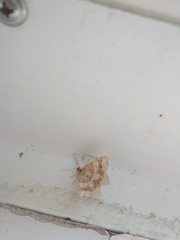 Macaria shanghaisaria