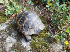 Testudo graeca