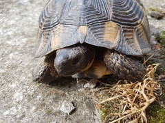 Testudo graeca