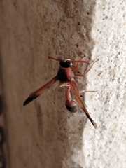 Delta dimidiatipenne