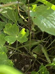 Erigeron philadelphicus philadelphicus