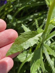 Erigeron philadelphicus philadelphicus