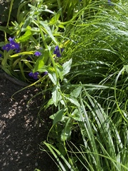 Erigeron philadelphicus philadelphicus