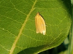Clepsis clemensiana