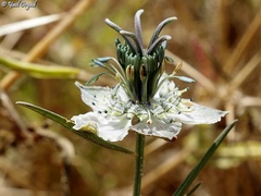 Nigella arvensis