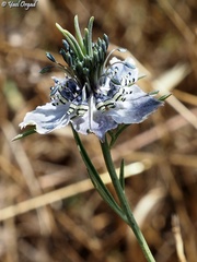 Nigella arvensis