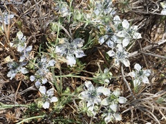 Nigella arvensis