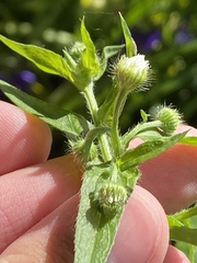 Erigeron philadelphicus philadelphicus