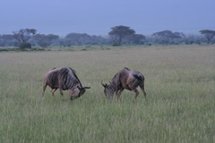 Connochaetes taurinus albojubatus