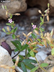 Silene sedoides