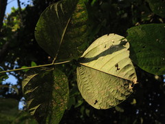 Erythrina rubrinervia