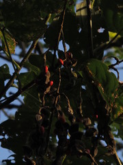 Erythrina rubrinervia