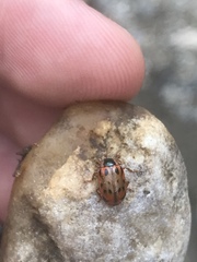 Chrysomela mainensis