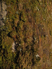 Erythrina rubrinervia