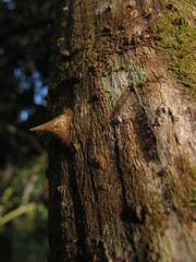 Erythrina rubrinervia