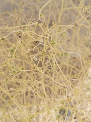 Haplophyllum tuberculatum