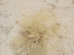 Haplophyllum tuberculatum