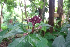 Chassalia curviflora