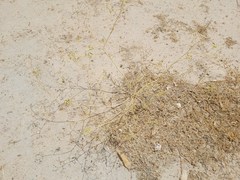 Haplophyllum tuberculatum