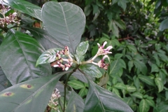 Chassalia curviflora