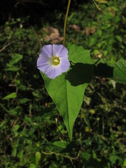 Ipomoea dumetorum