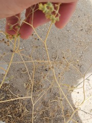 Haplophyllum tuberculatum