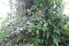 Chassalia curviflora